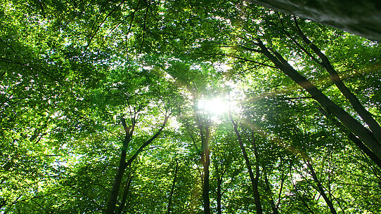 Wald mit Sonnenstrahlen